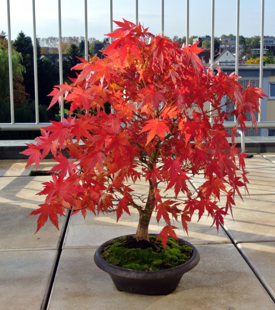 red maple bonsai tree