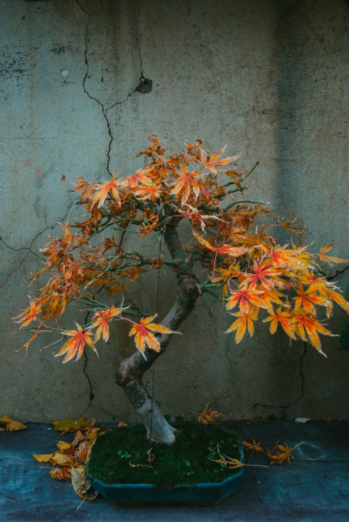 red maple bonsai with falling leaves