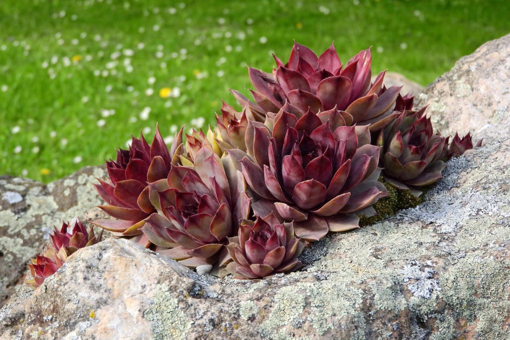 Red Sempervivum Growing In Rocks