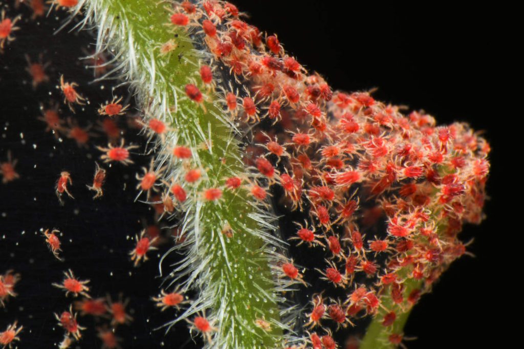 Red Spider Mite Infestation
