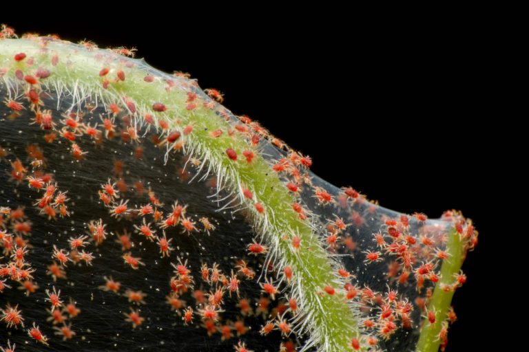 Red Spider Mite Infestation On Web