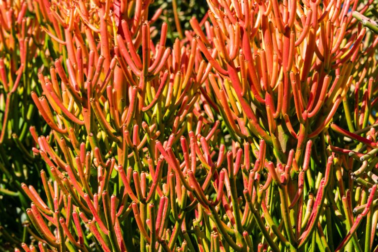 Red Tips Of Pencil Cactus (Euphorbia Tirucalli)