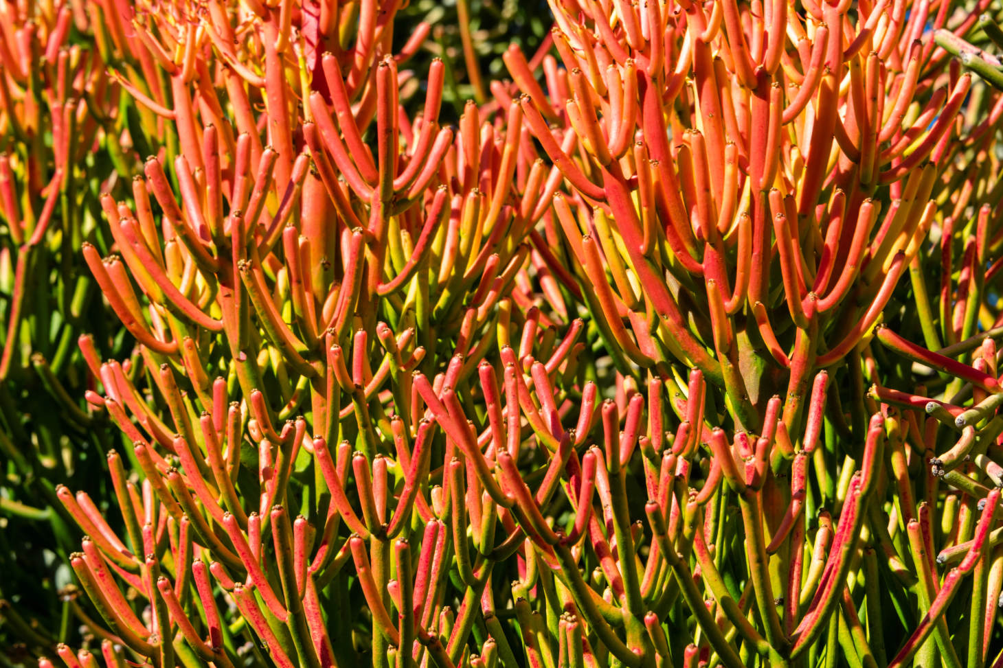Red Tips Of Pencil Cactus (Euphorbia Tirucalli)