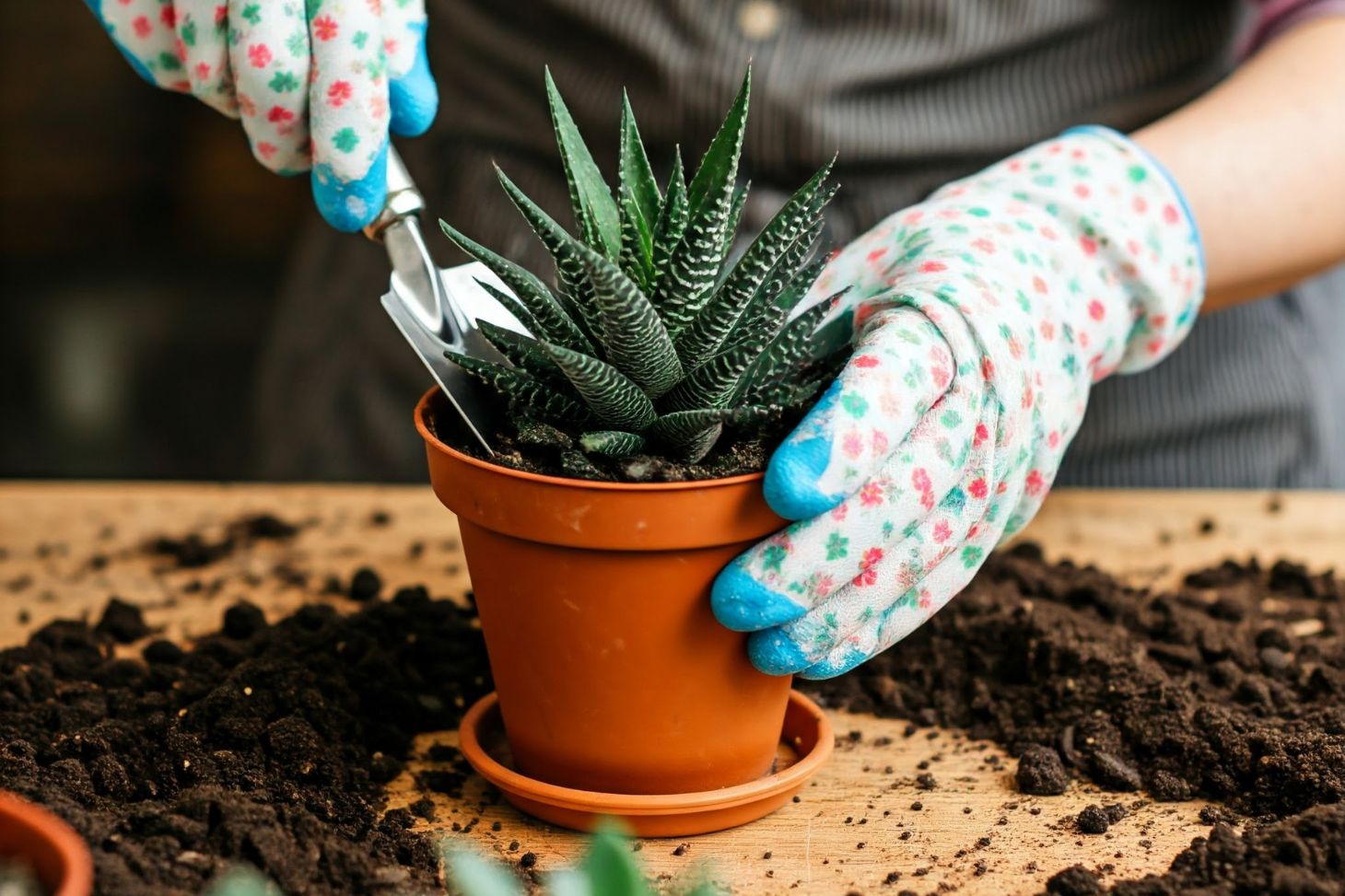 hand with gloves using trowel to replant a succulent plant