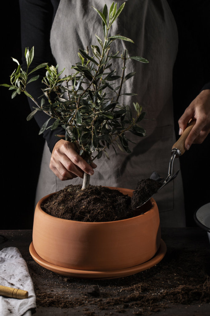 repotting bonsai tree