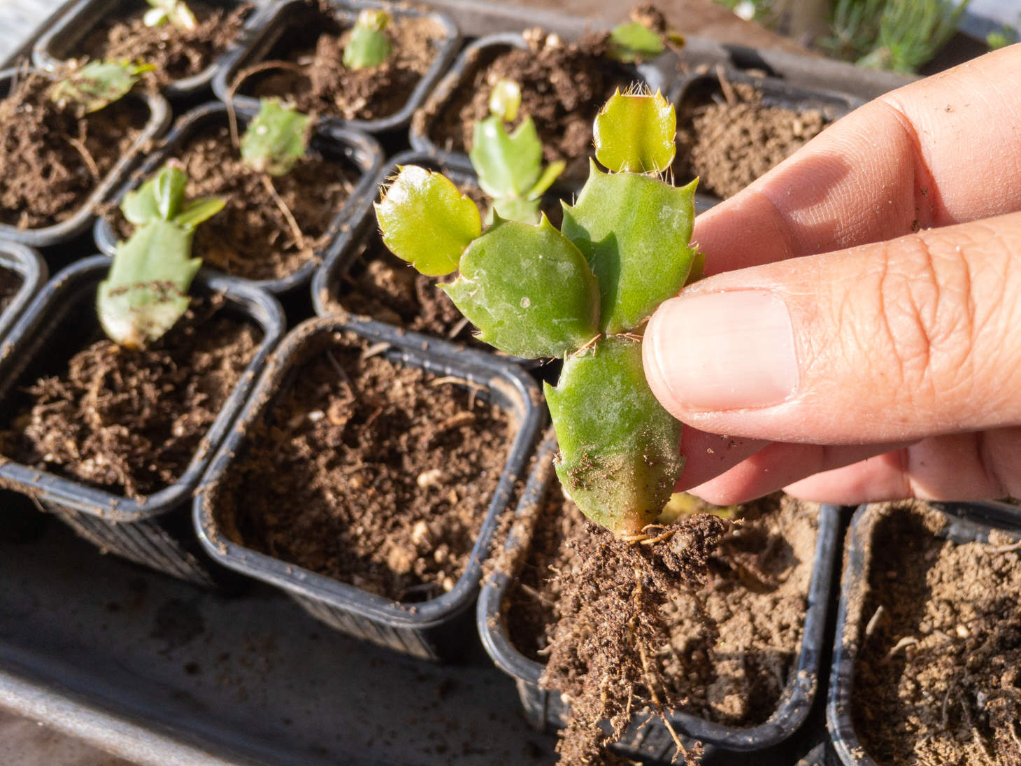 Rooting Christmas Cactus From Cuttings