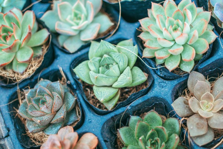 rosette succulents in trays