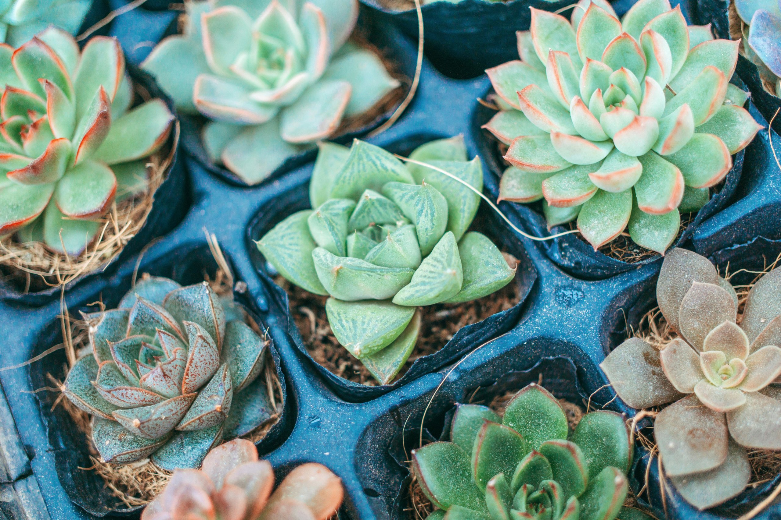 rosette succulents in trays
