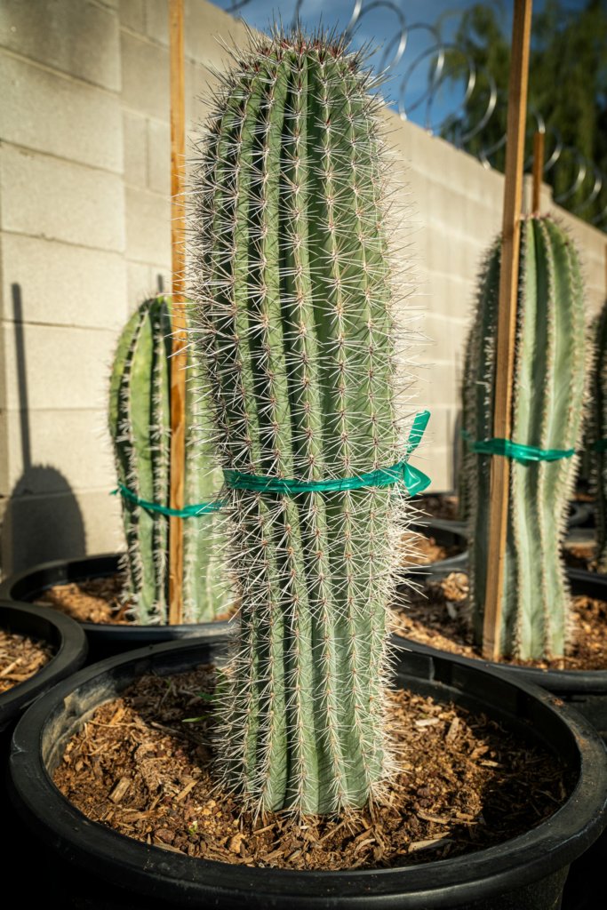 saguaro cacti