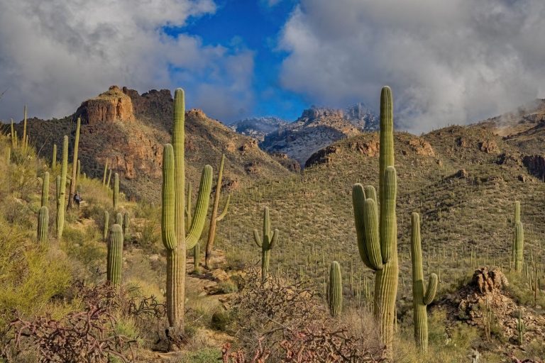 saguaro cacti in desert