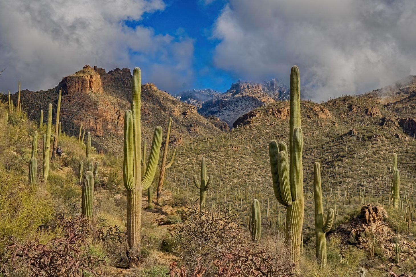 saguaro cacti in desert