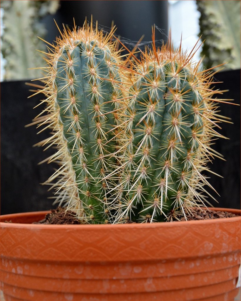 saguaro cactus in brown pot