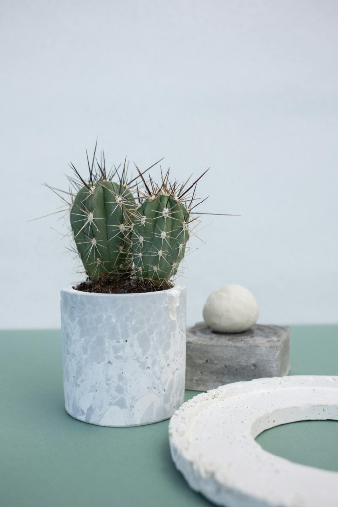 saguaro cactus in ceramic pot