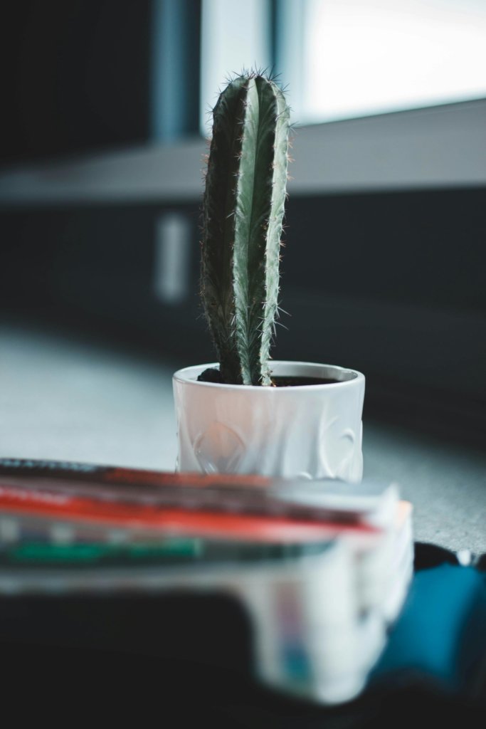 saguaro cactus in white pot