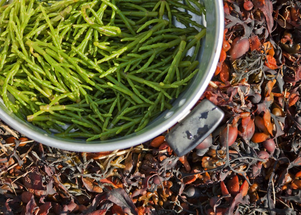 samphire, sea beans, sea asparagus