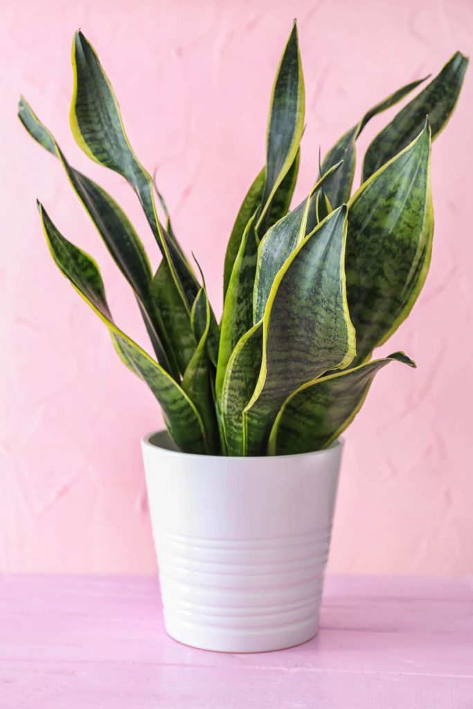 Sansevieria Snake Plant On Pink Bg