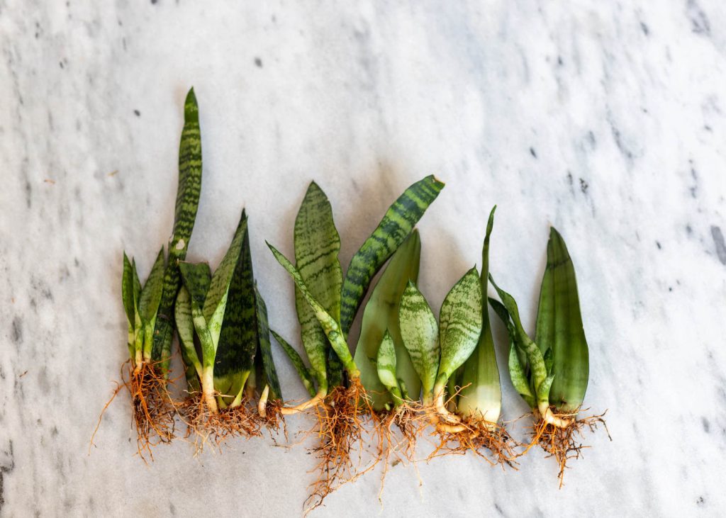 Sansevieria Snake Plant Roots