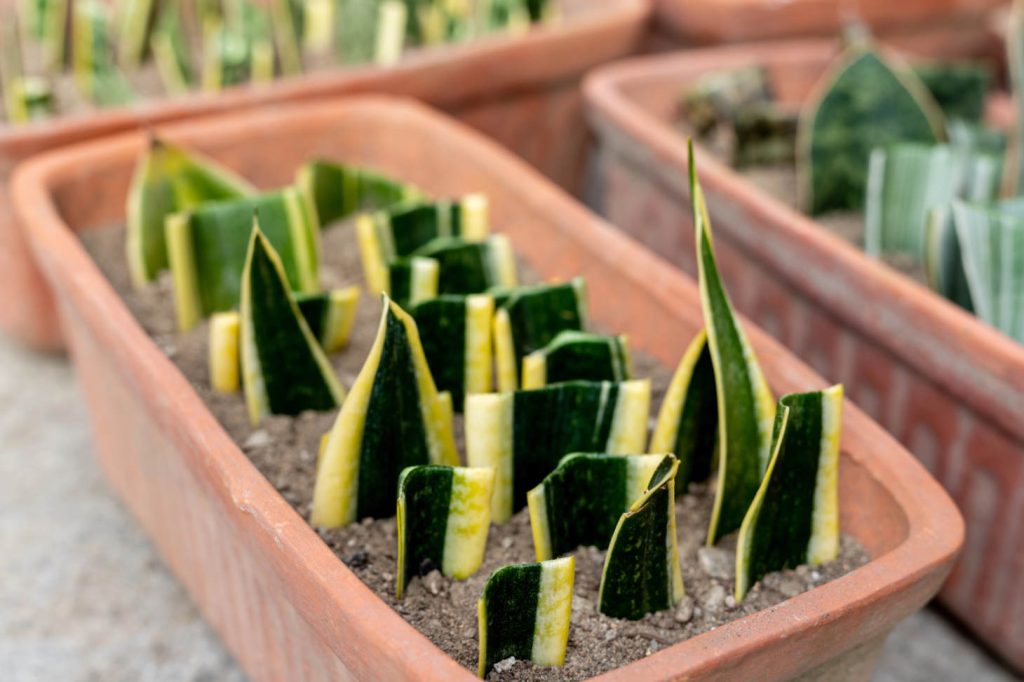 Sansevieria Tirfasciata Leaf Cuttings