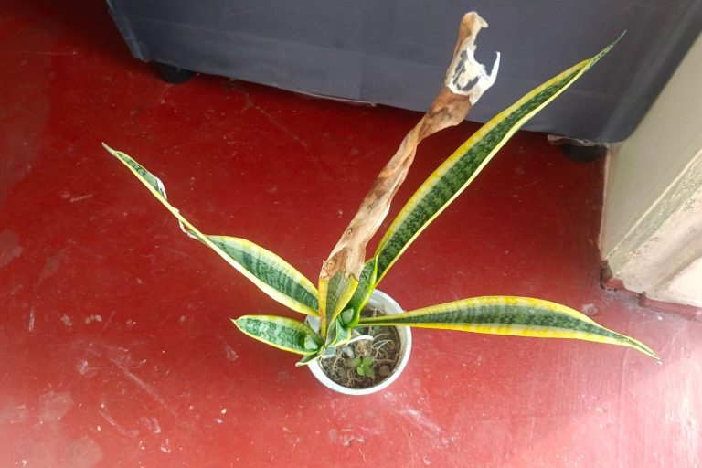 sansevieria with sunburned leaves