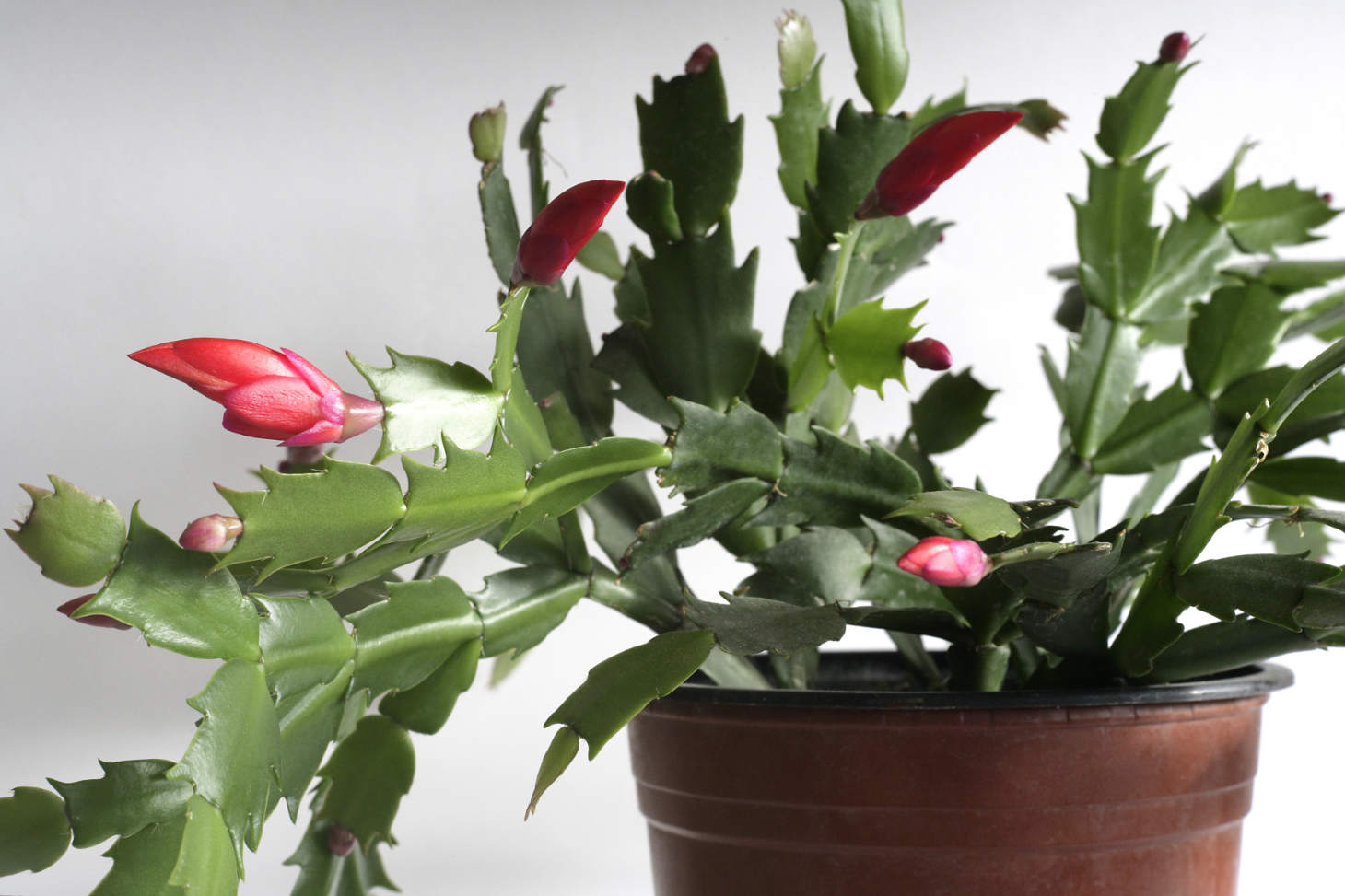 Schlumbergera Bridgesii With Red Buds (Thanksgiving Cactus)