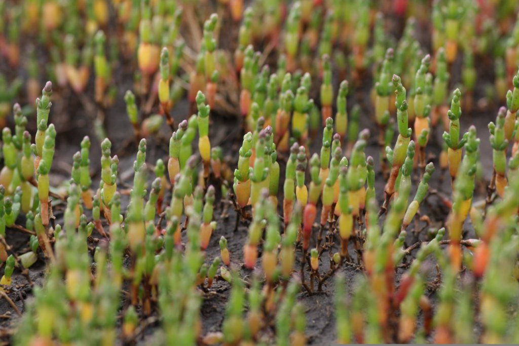 samphire, sea beans, sea asparagus