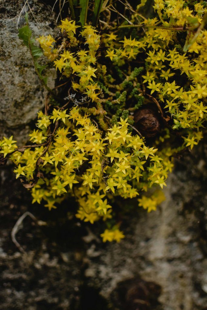 sedum acre