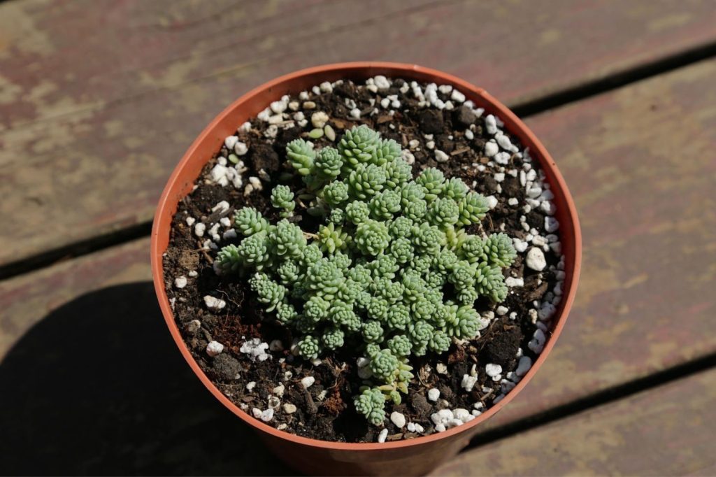 sedum in a pot with well draining soil