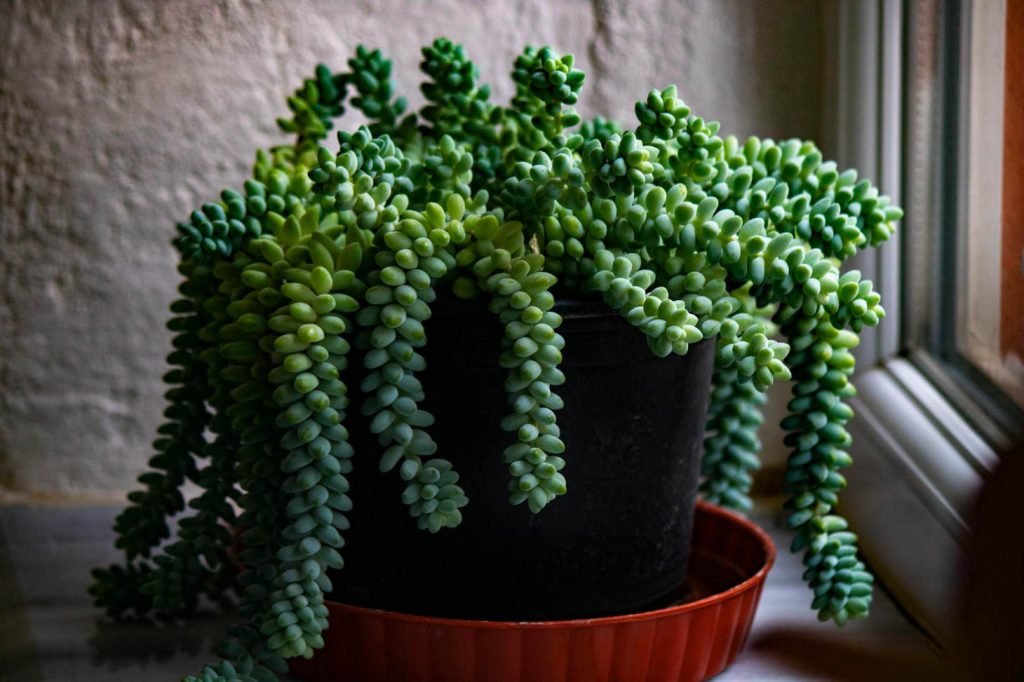 Sedum Morganianum In Contrasting Light