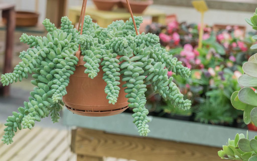 Sedum Morganum (Succulent Donkey) Tail Hanging In A Greenhouse