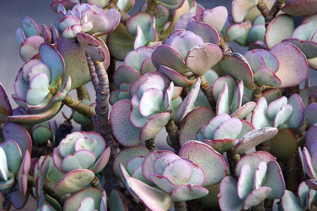 sedum or stonecrop