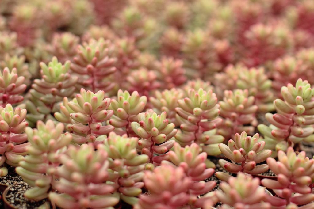 Sedum Rubrotinctum Closeup (Jelly Bean Plant)