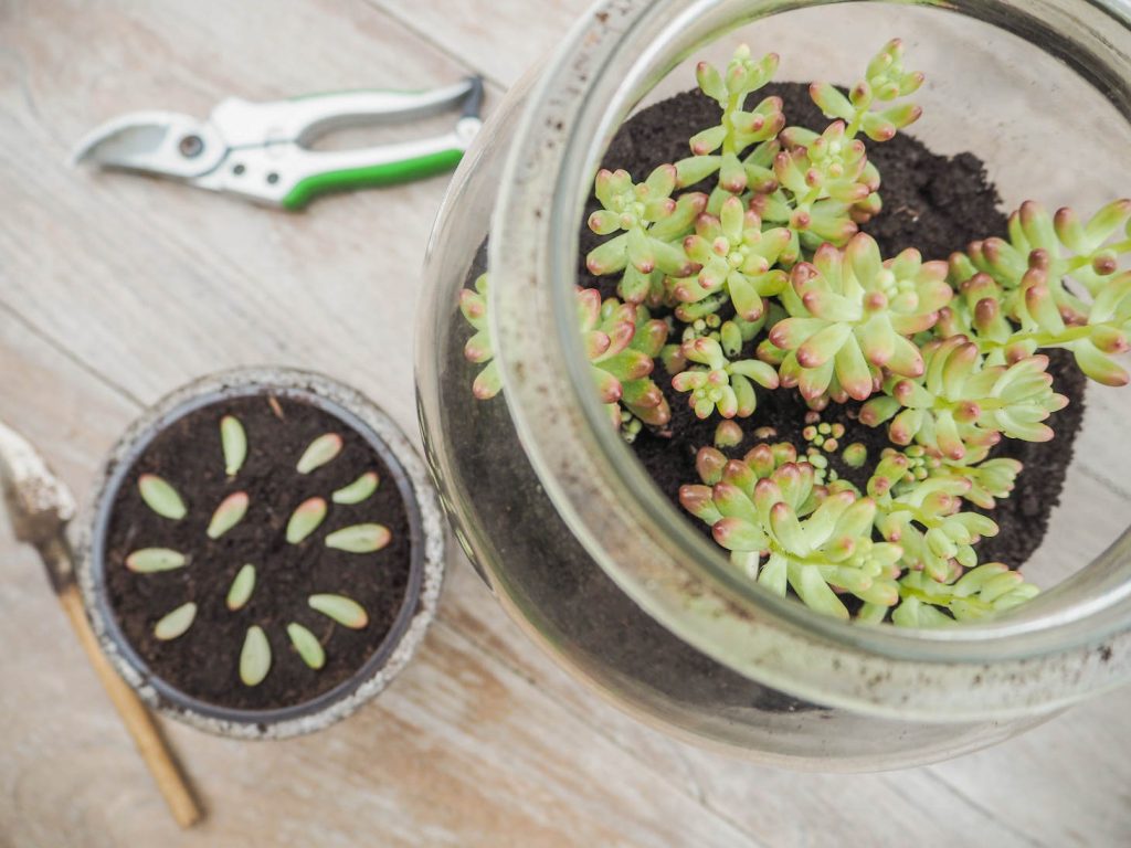 Sedum Rubrotinctum Rosea And A Small Pot With Cuttings