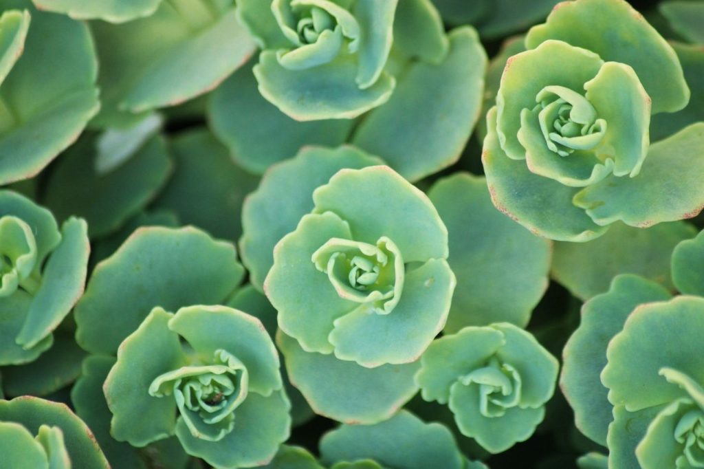 sedum plant