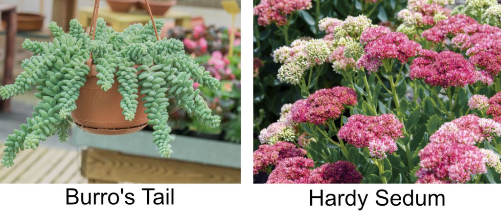 Sedum Types Trailing Vs Hardy Sedum