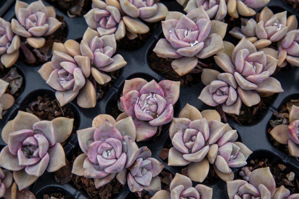 seedling tray with echeveria