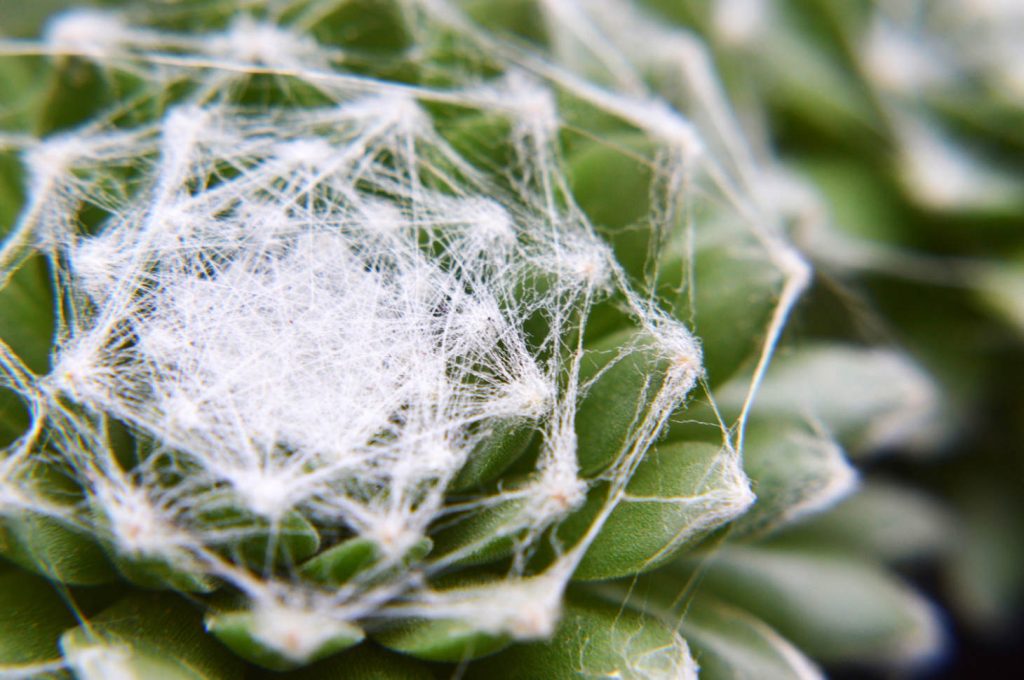 Sempervivum Arachnoideum (Cobweb Sedum)