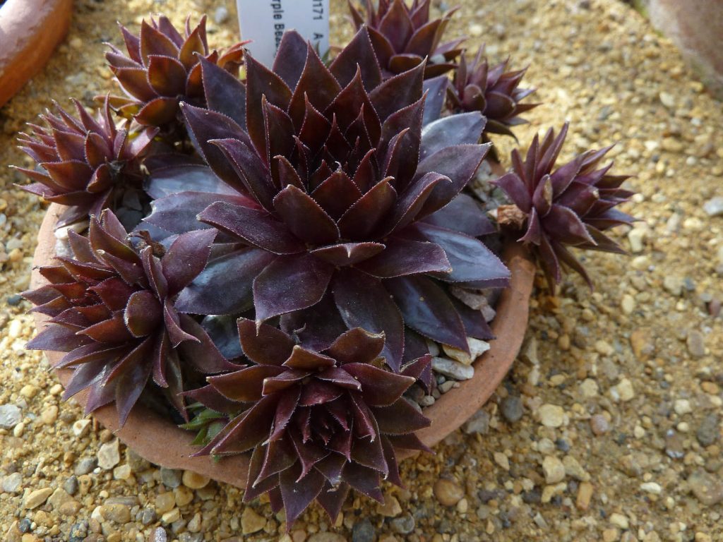 Sempervivum Black Beauty CC