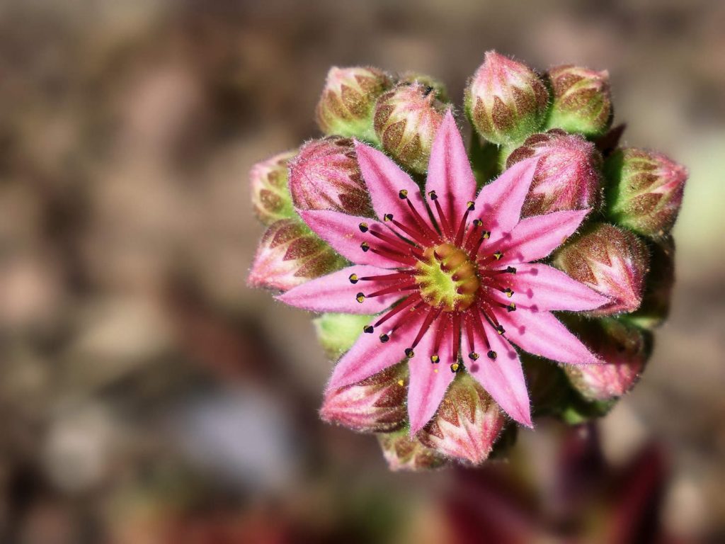Sempervivum Flowering Close Up