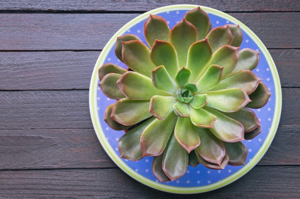 Sempervivum Hens And Chicks Succulent In Flower Pot From Above