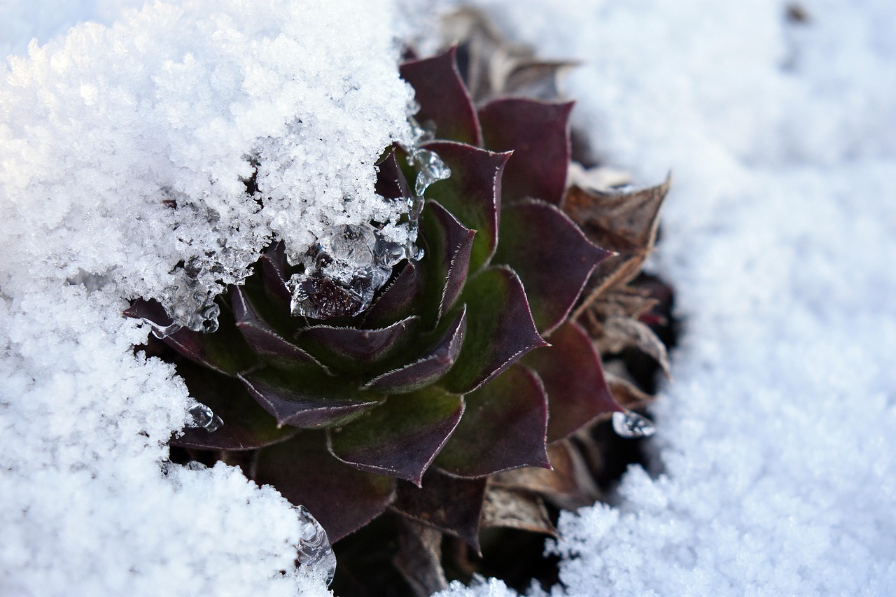 sempervivum in snow