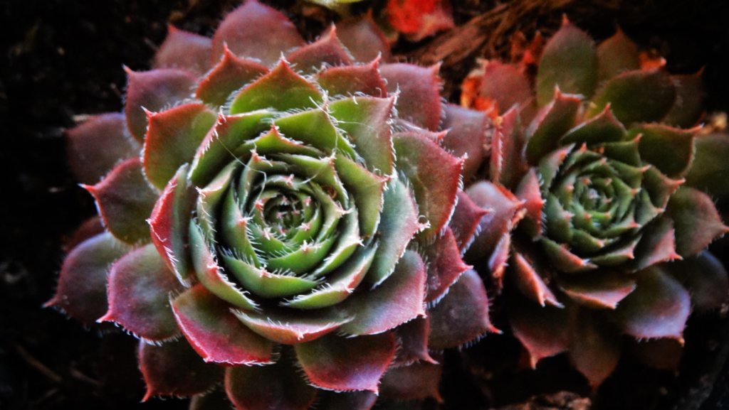sempervivum red rubin