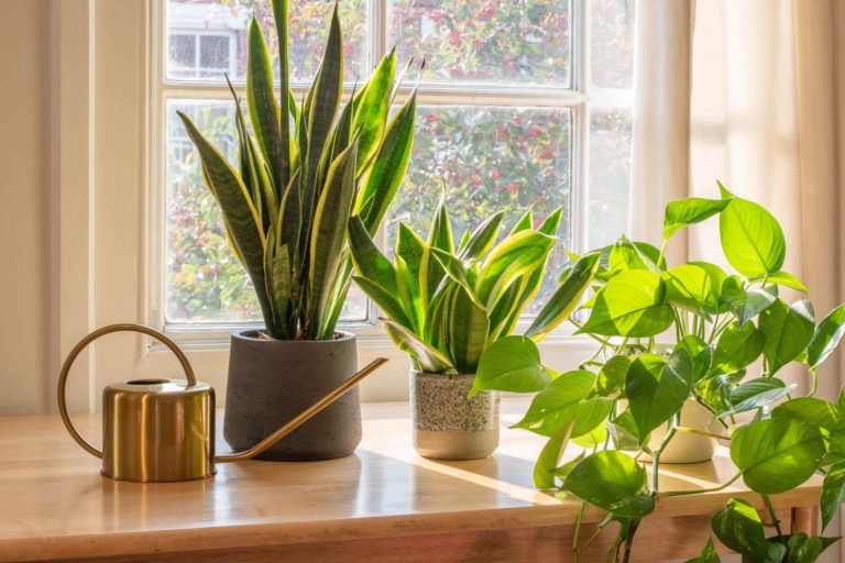 Several Snake Plants On Windowsill