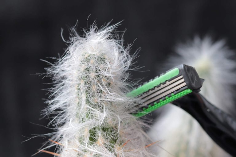 Shaving A Hairy Cactus