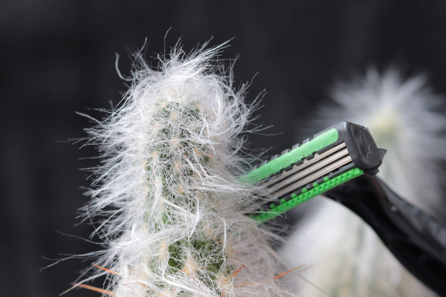 Shaving A Hairy Cactus