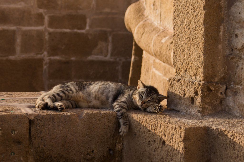 sick cat