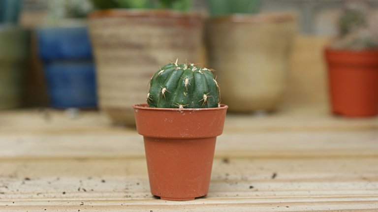 small cactus