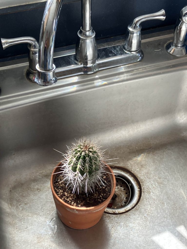Small Cactus In Sink