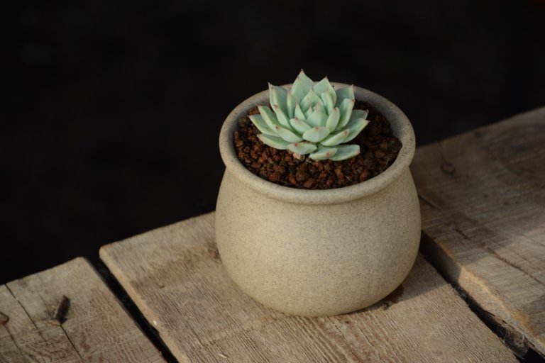 small echeveria on a table
