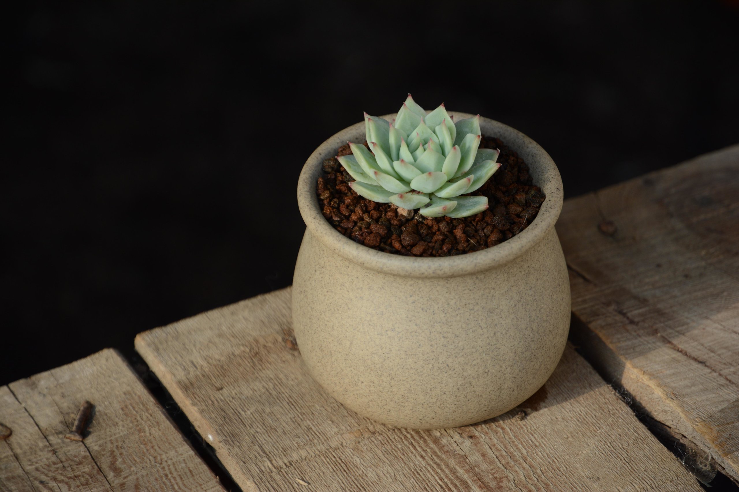 small echeveria on a table