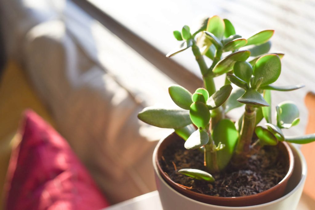 Small Jade Crassula Ovata Near Couch